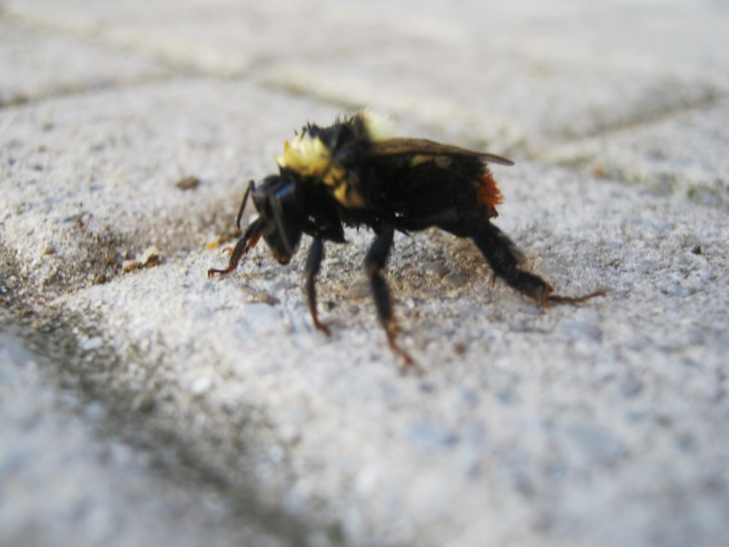 Bombus sp. inzuppato