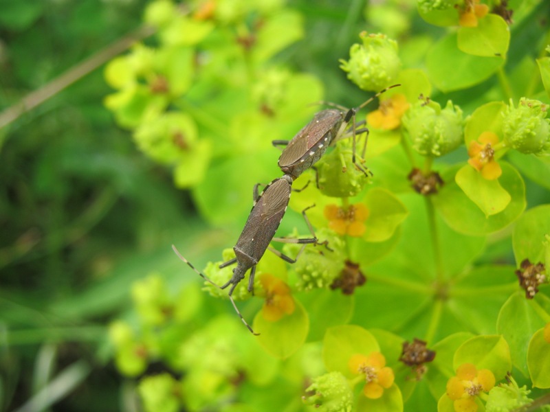 Stenocephalidae: Dicranocephalus albipes della Sicilia