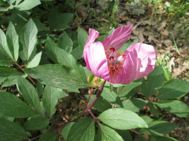 Paeonia mascula / Peonia maschio