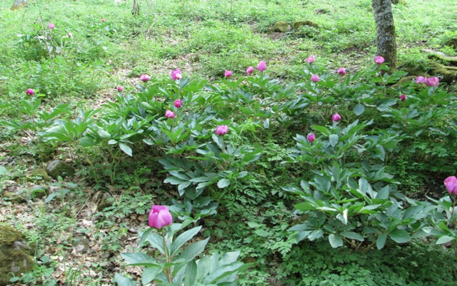 Paeonia mascula / Peonia maschio