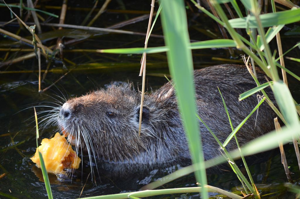 Nutrie a Villapiana Scalo