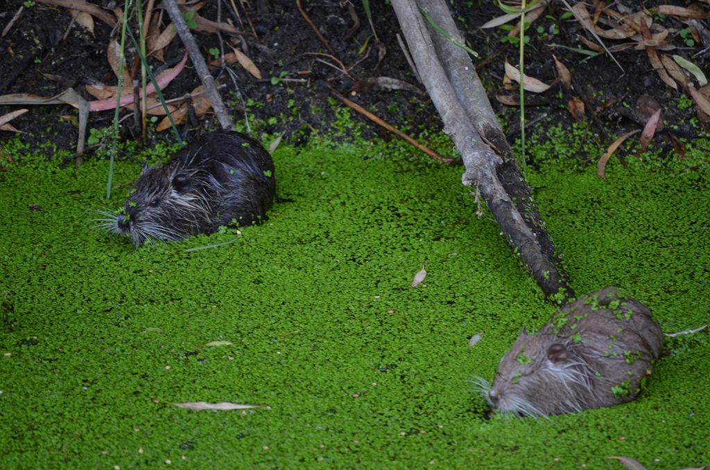 Nutrie a Villapiana Scalo