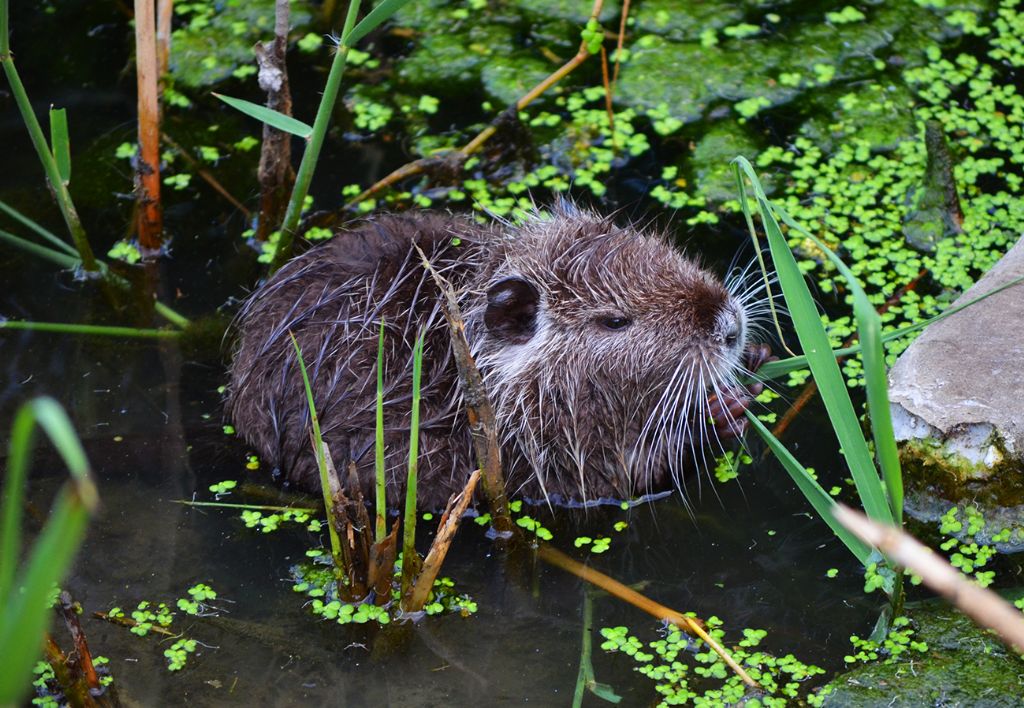 Nutrie a Villapiana Scalo