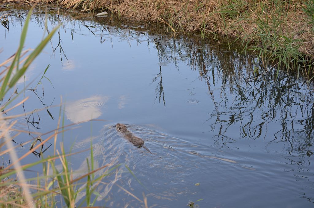 Nutrie a Villapiana Scalo