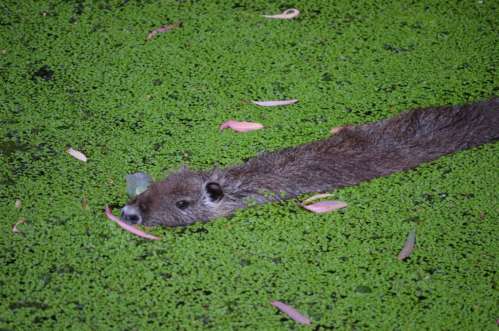 Nutrie a Villapiana Scalo