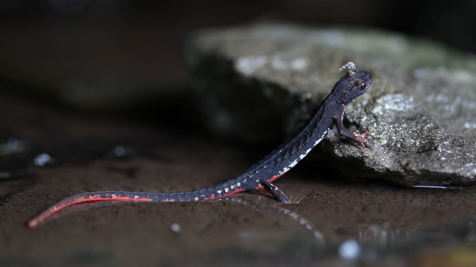 salamandrina dagli occhiali - Salamandrina perspicillata