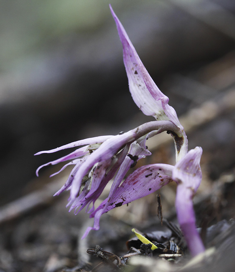 Epipactis cfr. purpurata