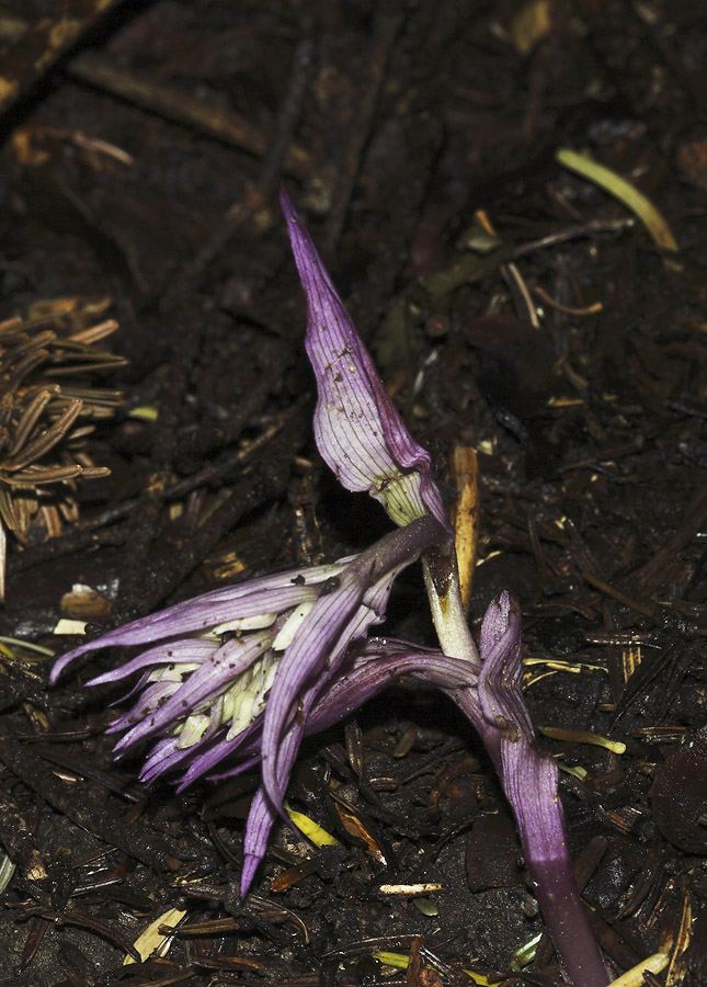 Epipactis cfr. purpurata