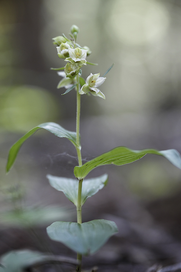 epipactis, si ma quale?