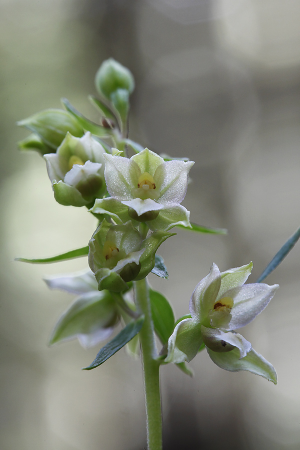 epipactis, si ma quale?