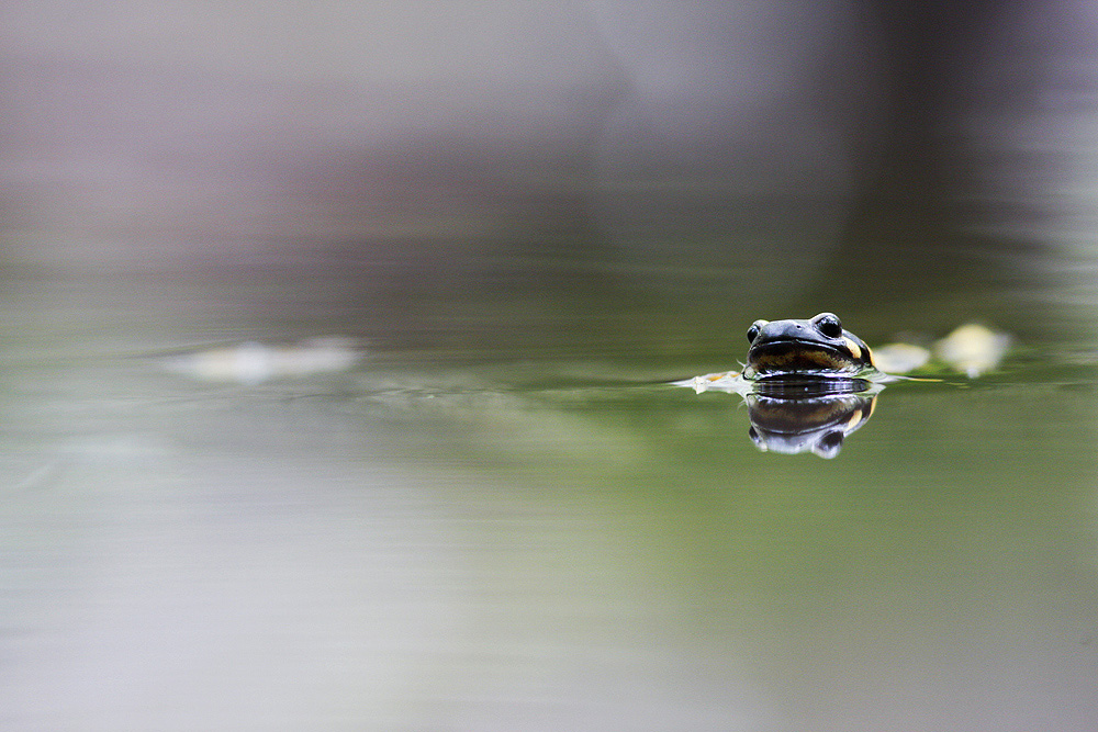 la salamandra pezzata e l''acqua