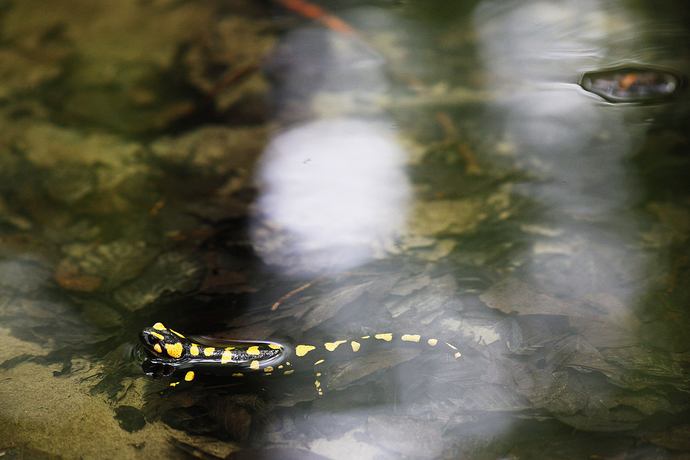 la salamandra pezzata e l''acqua