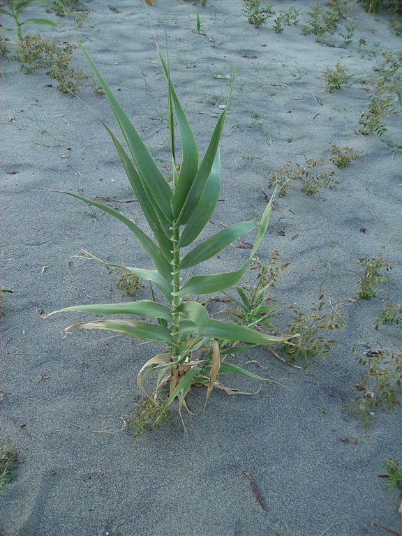 Arundo donax