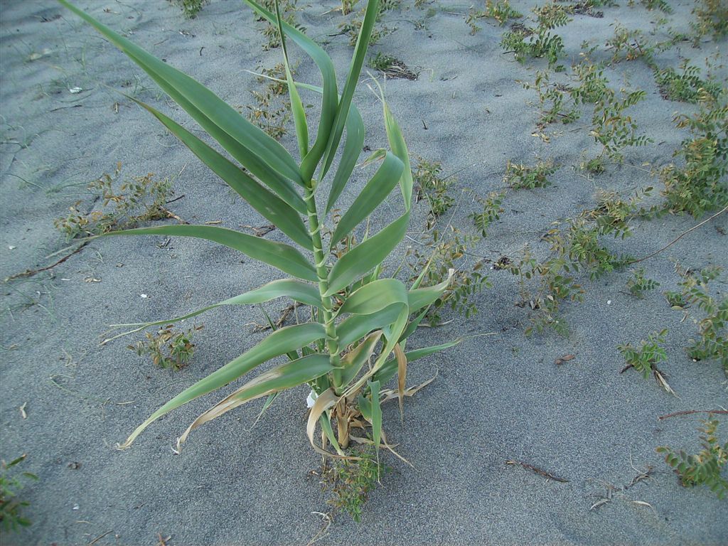 Arundo donax