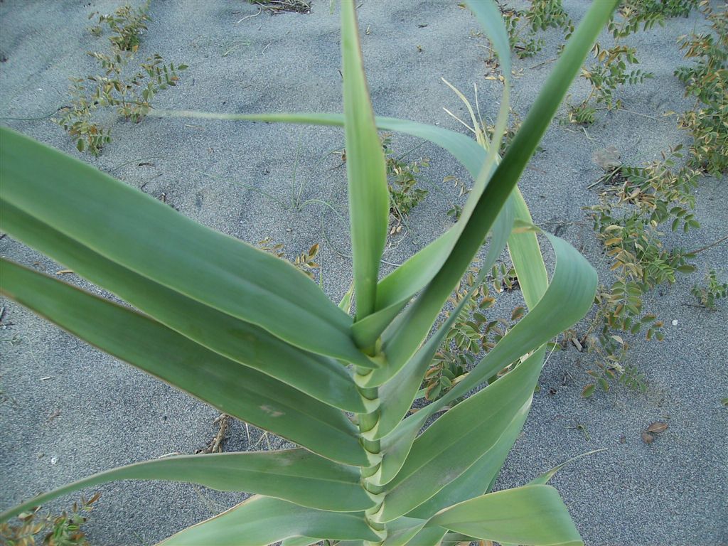 Arundo donax