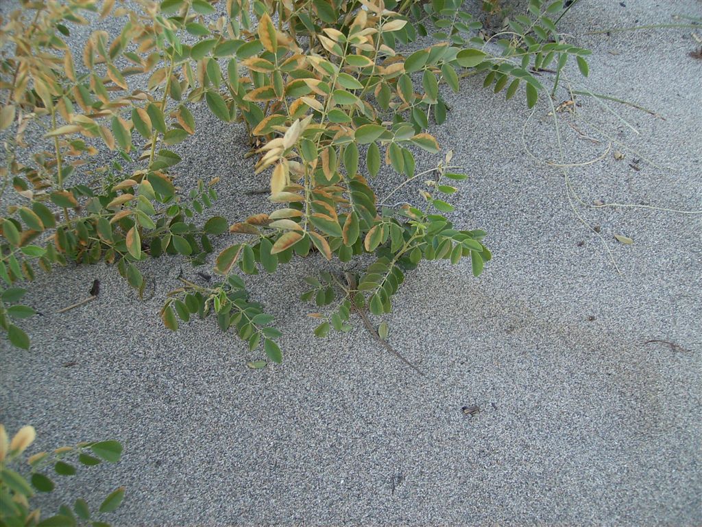 Pianta senza fiore - Glycyrrhiza glabra