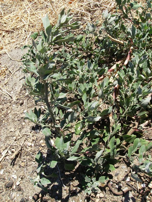 Chenopodium gr. album.