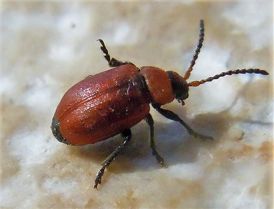 Chrysomelidae: maschio di Galeruca rufa