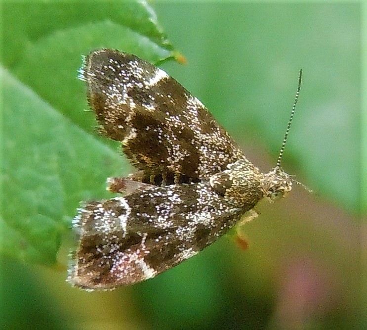 Anthophila fabriciana (Choreutidae)?  S !