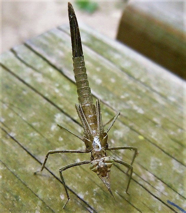 Esuvia di Calopteryx virgo festiva