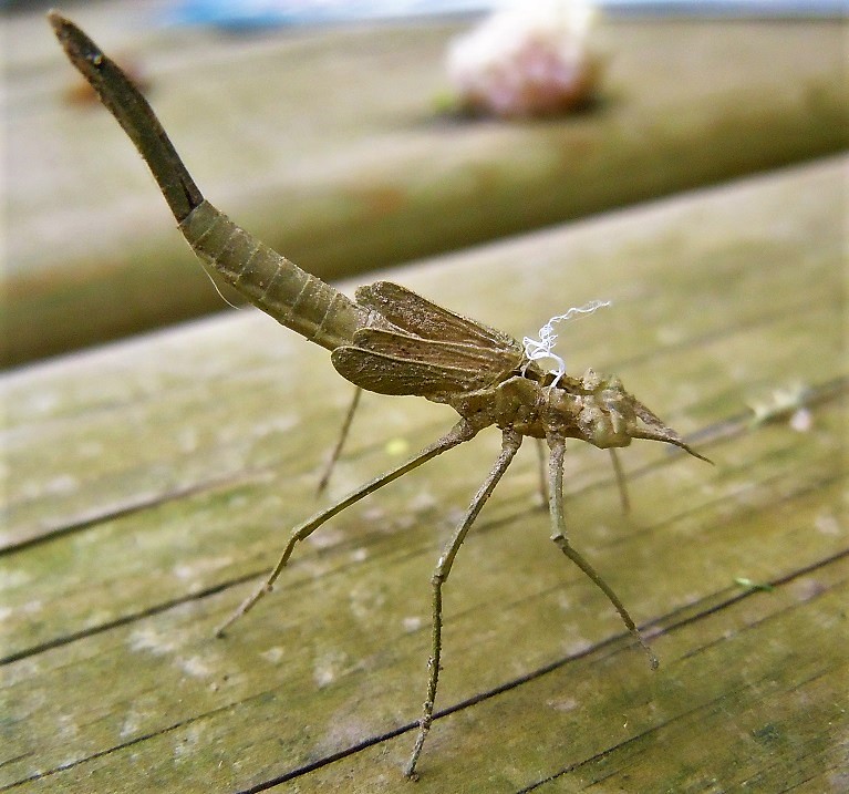 Esuvia di Calopteryx virgo festiva