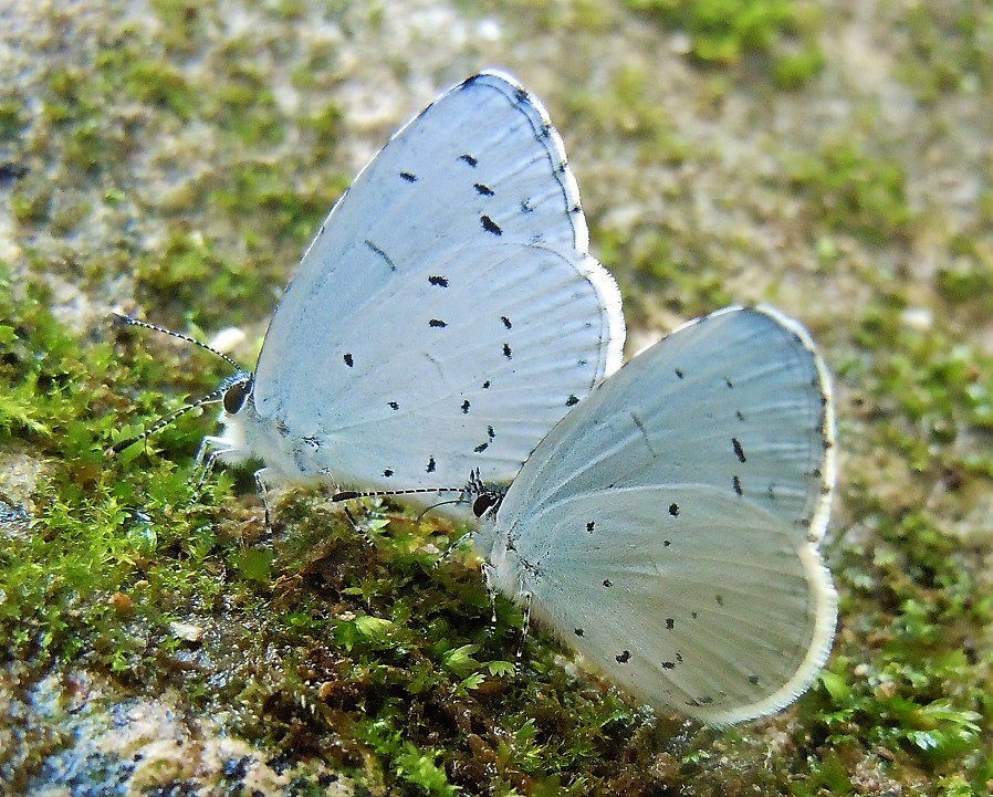 Coppia di Celastrina argiolus