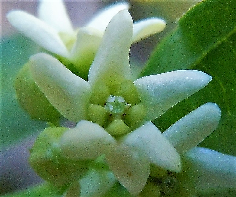 Vincetoxicum hirundinaria (Apocynaceae) ?   S !