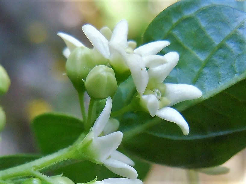 Vincetoxicum hirundinaria (Apocynaceae) ?   S !