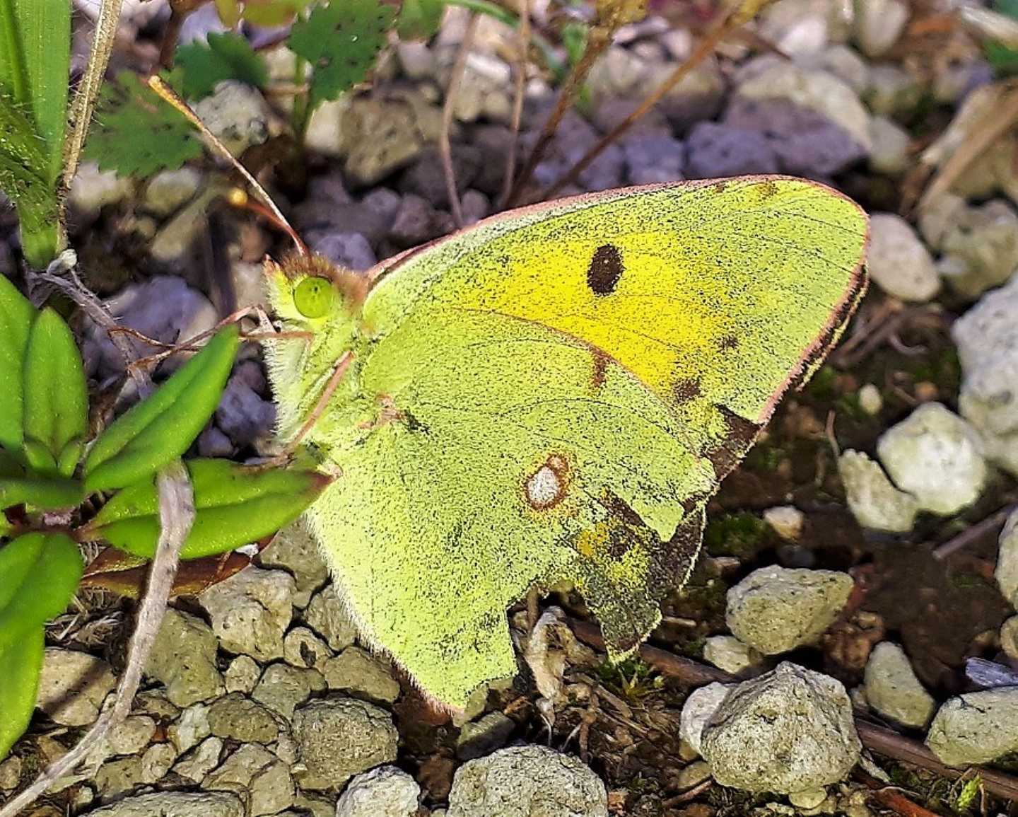 Colias crocea?  S, femmina