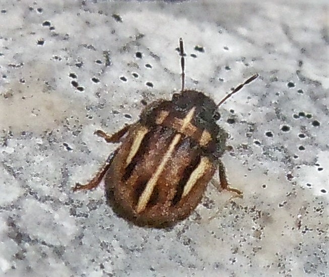 Scutelleridae: Odontoscelis sp.  da determinare