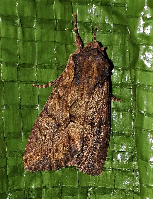 Noctuidae: Mniotype solieri