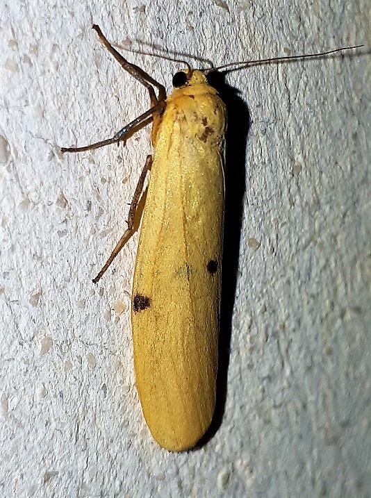 Femmina di Lithosia quadra