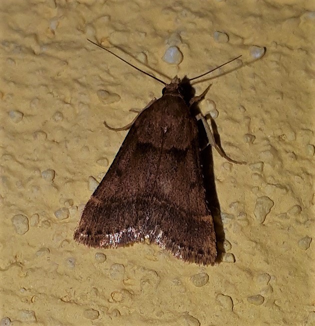 Pyralidae -  Stemmatophora brunnealis