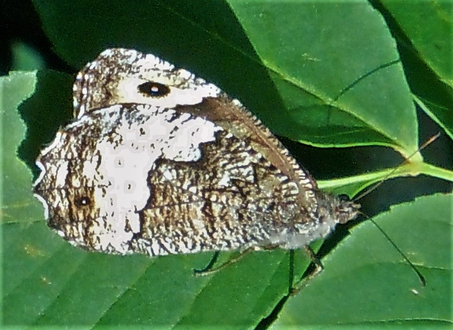 Hipparchia sp.