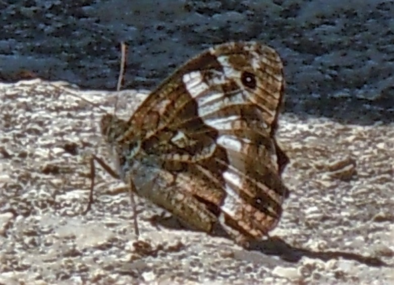 Hipparchia sp.