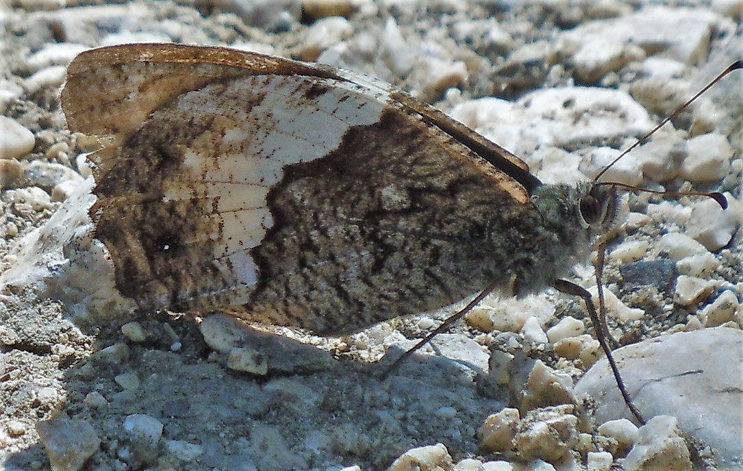 Hipparchia sp.