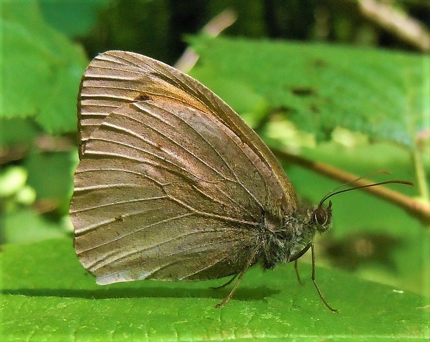 Hyponephele lupina?  No, Maniola jurtina