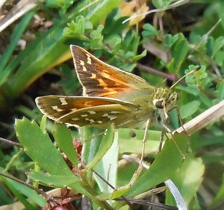 Hesperia comma?  S !