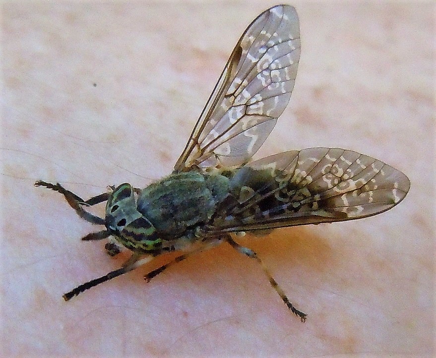 Tabanidae: Haematopota cfr. talica, femmina