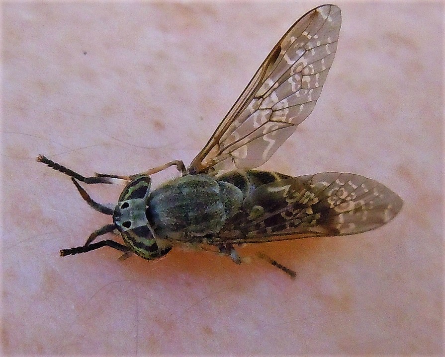 Tabanidae: Haematopota cfr. talica, femmina