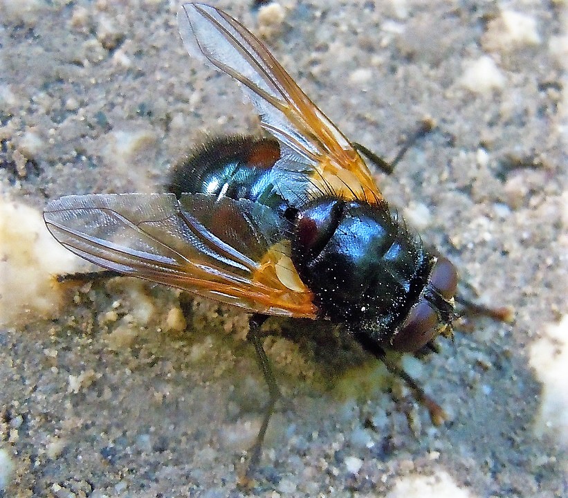 Femmina di Mesembrina meridiana (Muscidae)?...maschio !