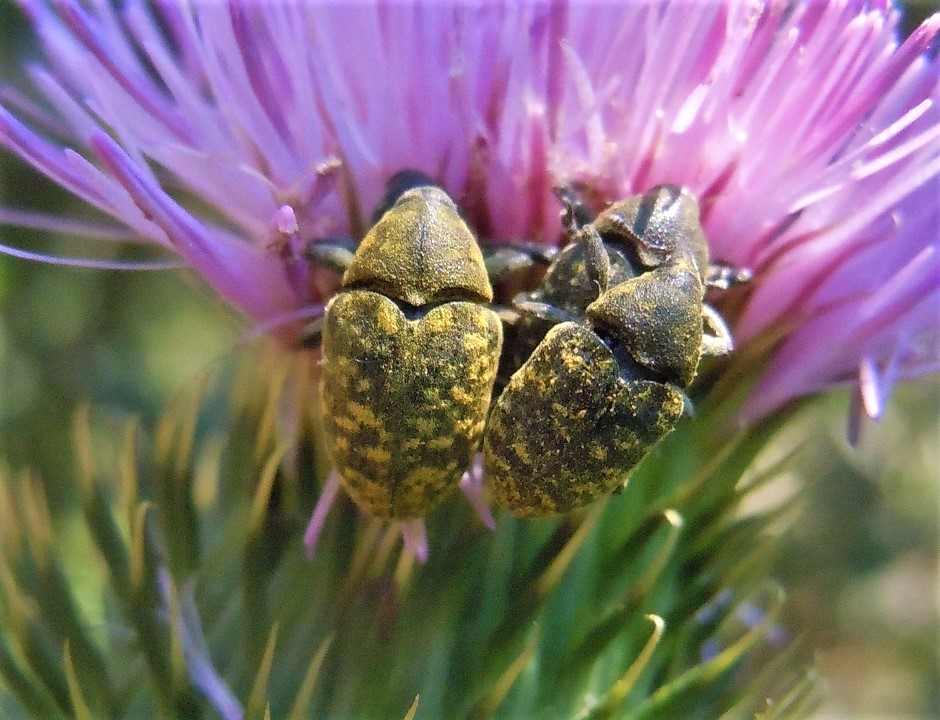 Larinus...  Larinus turbinatus