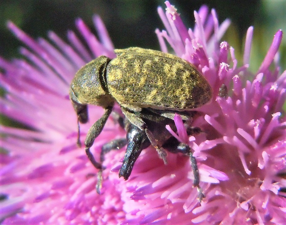 Larinus...  Larinus turbinatus