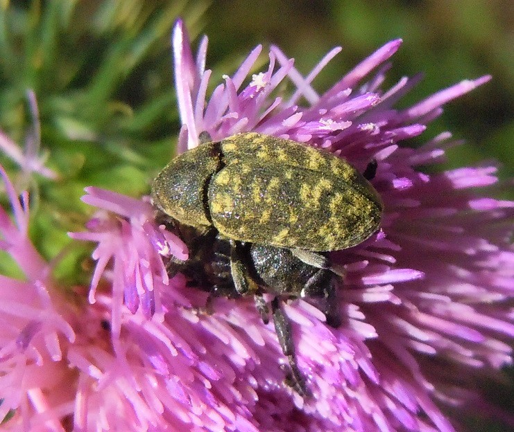 Larinus...  Larinus turbinatus