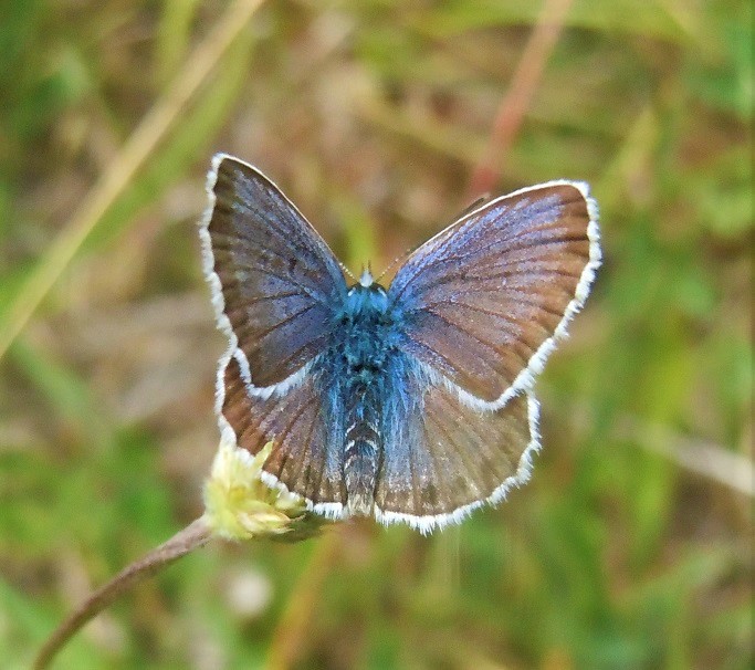 Plebejus argus maschio?  S