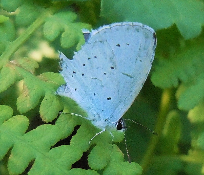 Celastrina argiolus