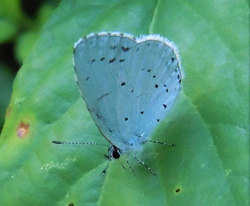 Celastrina argiolus