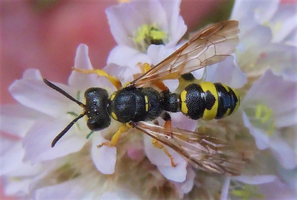 Crabronidae: Cerceris rybyensis, femmina