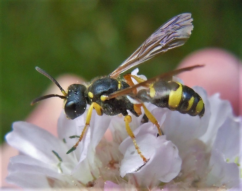 Crabronidae: Cerceris rybyensis, femmina