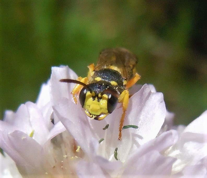 Crabronidae: Cerceris rybyensis, femmina